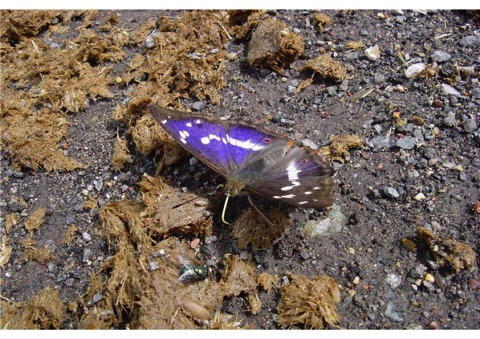 Purple Emperor IFS 004lr