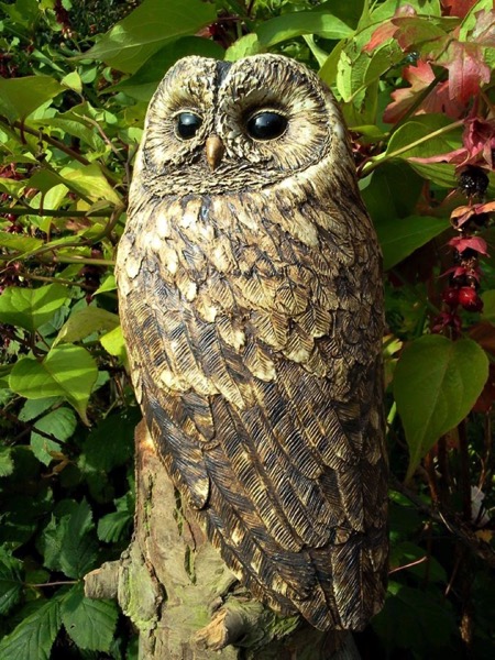 Resting Tawny Owl
